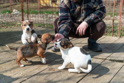 『人が好きな犬』に育てる5つの方法, 1.子犬期の社会化を大切にする, 2.「人＝良いこと」と学習させる, 3.飼い主が落ち着いて接する, 4.無理に触らせない, 5.成功体験を積み重ねる, フレンドリーなワンコの共通点, 人の動きや表情をよく観察している, 過度に興奮せず、気持ちの切り替えができる, 飼い主との信頼関係が安定している, 社会化で注意したいポイント