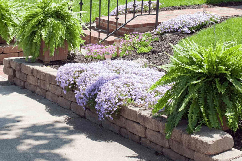 Creeping Phlox, Candytuft, Trailing Lobelia, Creeping Jenny, Purple Rock Cress, Dichondra Silver Falls, Creeping Thyme, Vinca Vine, New Dawn Rose, Lemon Coral Sedum