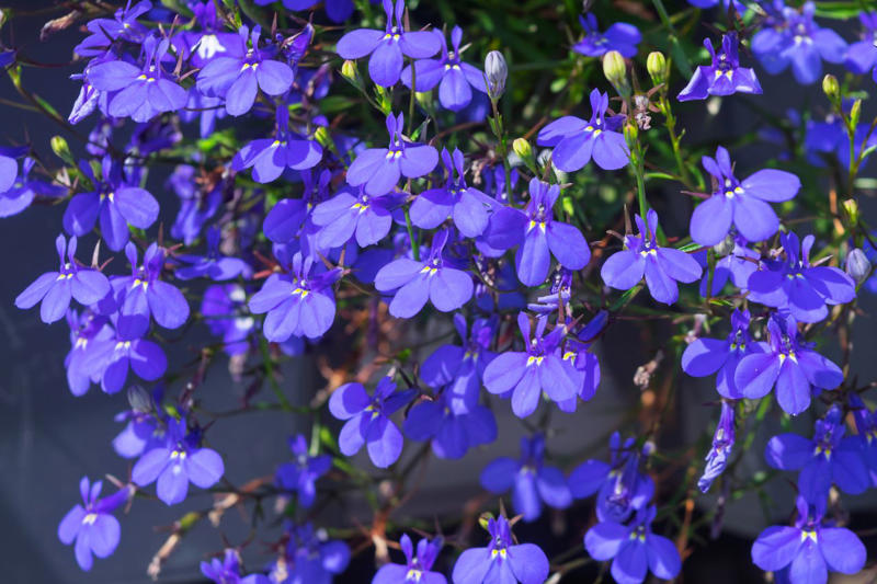 Creeping Phlox, Candytuft, Trailing Lobelia, Creeping Jenny, Purple Rock Cress, Dichondra Silver Falls, Creeping Thyme, Vinca Vine, New Dawn Rose, Lemon Coral Sedum