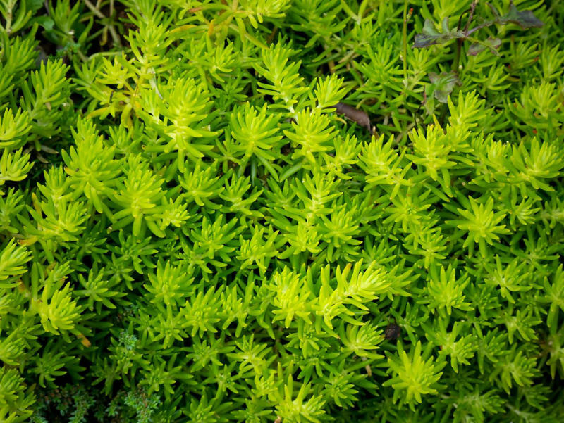 Creeping Phlox, Candytuft, Trailing Lobelia, Creeping Jenny, Purple Rock Cress, Dichondra Silver Falls, Creeping Thyme, Vinca Vine, New Dawn Rose, Lemon Coral Sedum