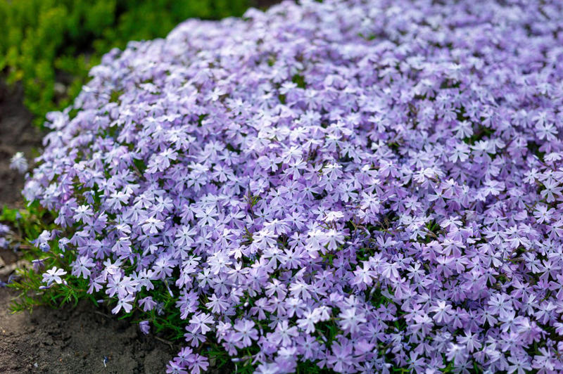 Creeping Phlox, Candytuft, Trailing Lobelia, Creeping Jenny, Purple Rock Cress, Dichondra Silver Falls, Creeping Thyme, Vinca Vine, New Dawn Rose, Lemon Coral Sedum