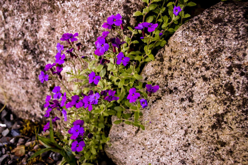 Creeping Phlox, Candytuft, Trailing Lobelia, Creeping Jenny, Purple Rock Cress, Dichondra Silver Falls, Creeping Thyme, Vinca Vine, New Dawn Rose, Lemon Coral Sedum