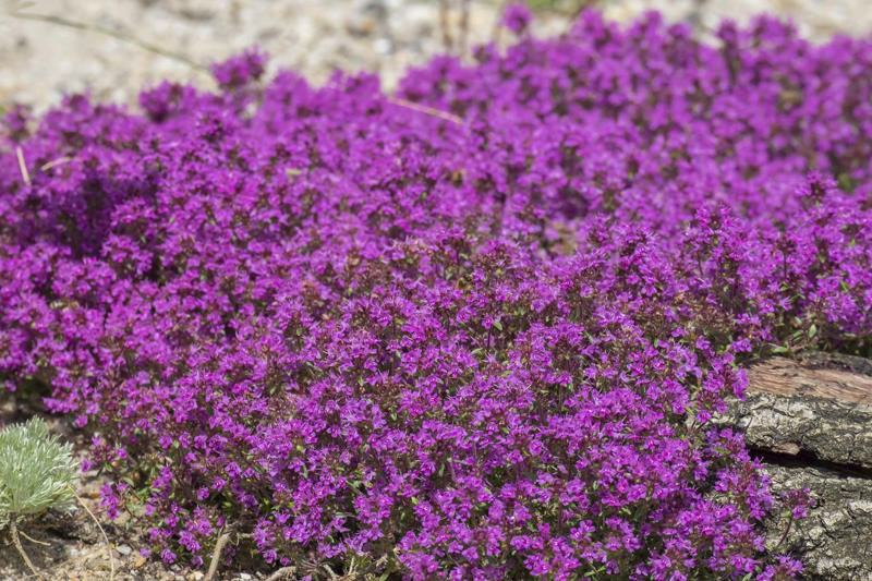 Creeping Phlox, Candytuft, Trailing Lobelia, Creeping Jenny, Purple Rock Cress, Dichondra Silver Falls, Creeping Thyme, Vinca Vine, New Dawn Rose, Lemon Coral Sedum