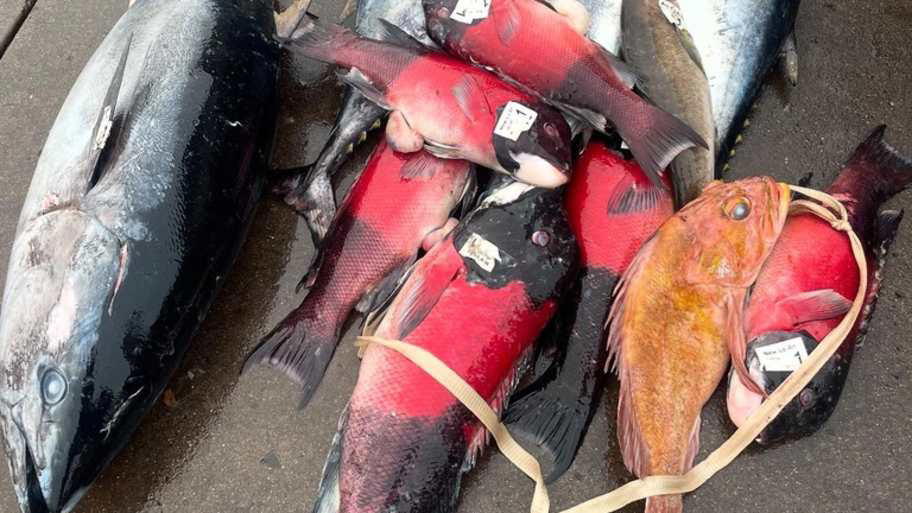 The Chase For Bluefin Tuna, The Right Gear, Try Going a Few Rounds With a Tuna, You Will Feel It, Incredible Mixed Bag Fishing, Southern California Waters Are Rich in Multi-Species, America’s Finest City