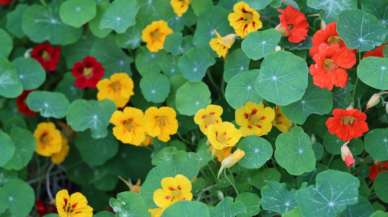Sunflower, English pea, Nasturtium, Marigold, Chamomile