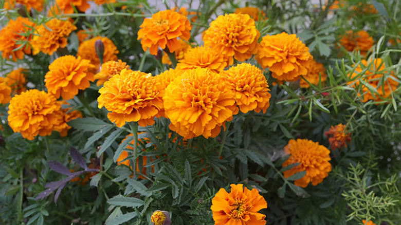 Sunflower, English pea, Nasturtium, Marigold, Chamomile