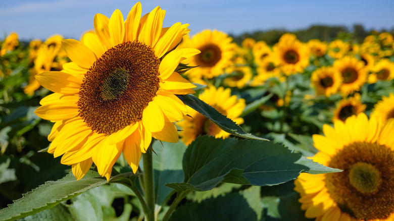 Sunflower, English pea, Nasturtium, Marigold, Chamomile