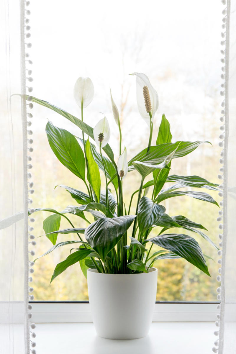 The best indoor plants for your home, The best indoor plants for your lifestyle, What are the best indoor plants for clean air?, What are the best indoor plants for bedrooms?, What are the best indoor plants for living spaces?