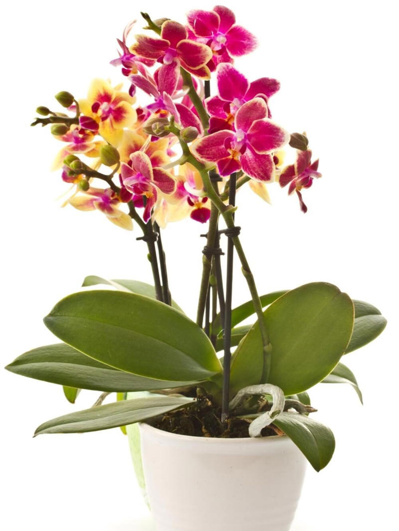 The best indoor plants for your home, The best indoor plants for your lifestyle, What are the best indoor plants for clean air?, What are the best indoor plants for bedrooms?, What are the best indoor plants for living spaces?