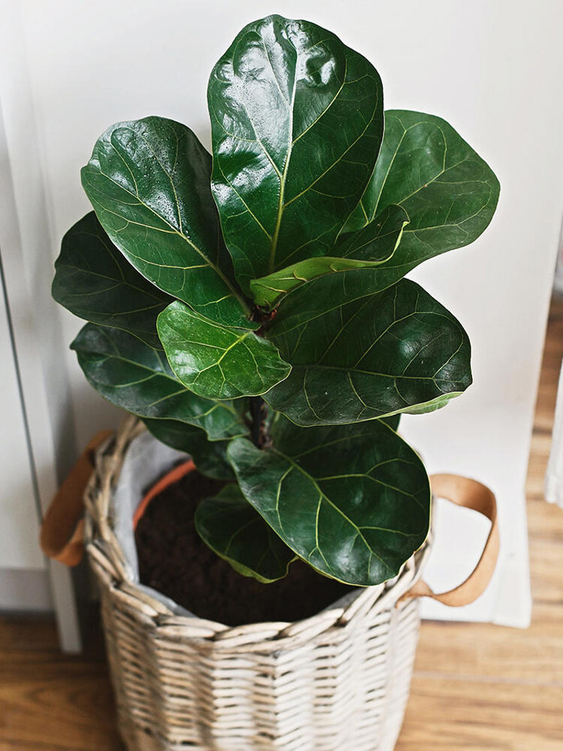 The best indoor plants for your home, The best indoor plants for your lifestyle, What are the best indoor plants for clean air?, What are the best indoor plants for bedrooms?, What are the best indoor plants for living spaces?