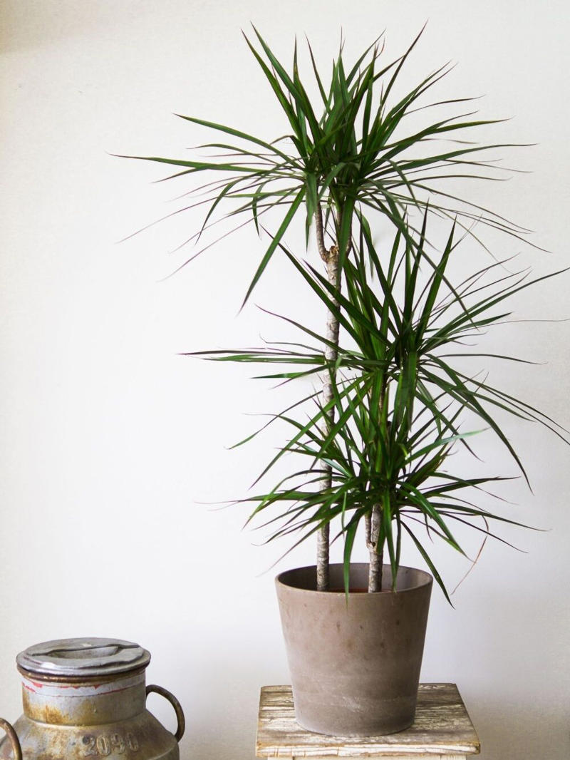 The best indoor plants for your home, The best indoor plants for your lifestyle, What are the best indoor plants for clean air?, What are the best indoor plants for bedrooms?, What are the best indoor plants for living spaces?