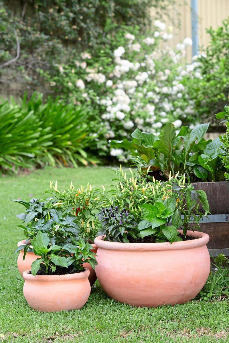 Growing conditions for chilli plants, Melissa King’s favourite chilli varieties, Where to plant chillies, How to prune a chilli plant, How to grow chillies from seed with Charlie Albone, Pests that affect chilli plants