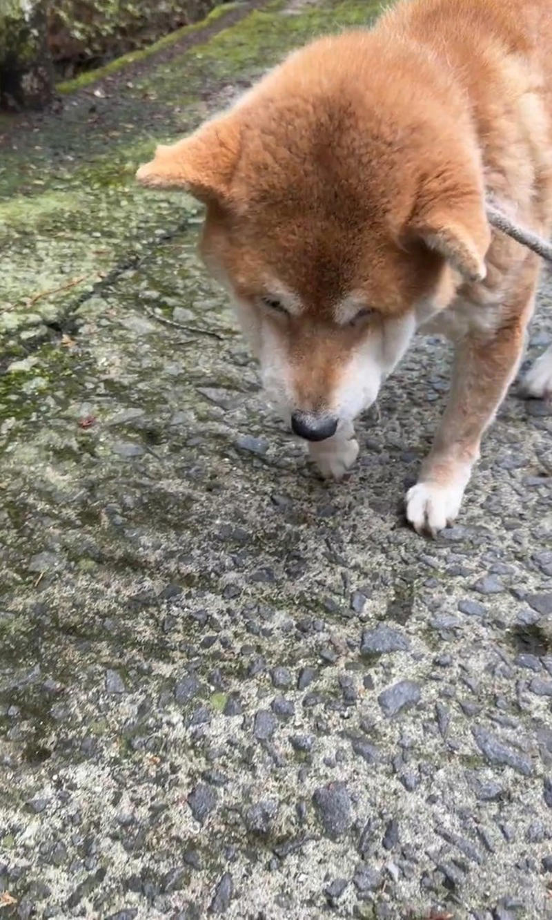 「あー帰るんだ」と察したひまちゃん, ご飯も喉を通らないほどのショック, フードは没収、その後の様子,  “悲しいモード”の次は“お怒りモード”