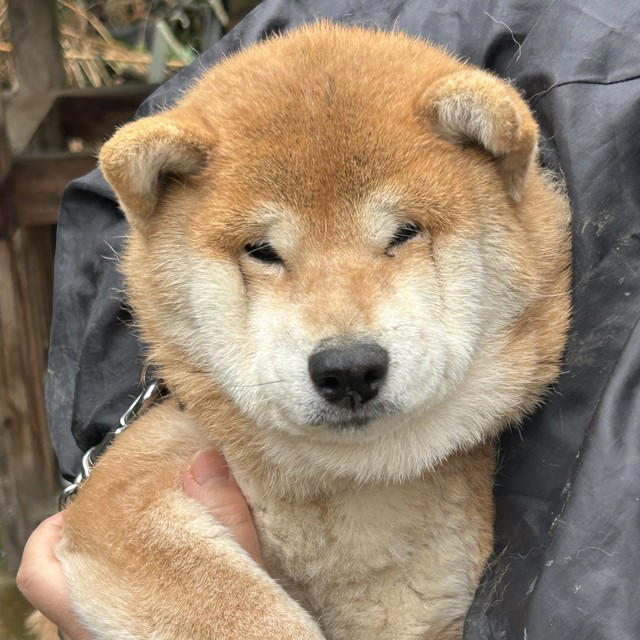 「あー帰るんだ」と察したひまちゃん, ご飯も喉を通らないほどのショック, フードは没収、その後の様子,  “悲しいモード”の次は“お怒りモード”
