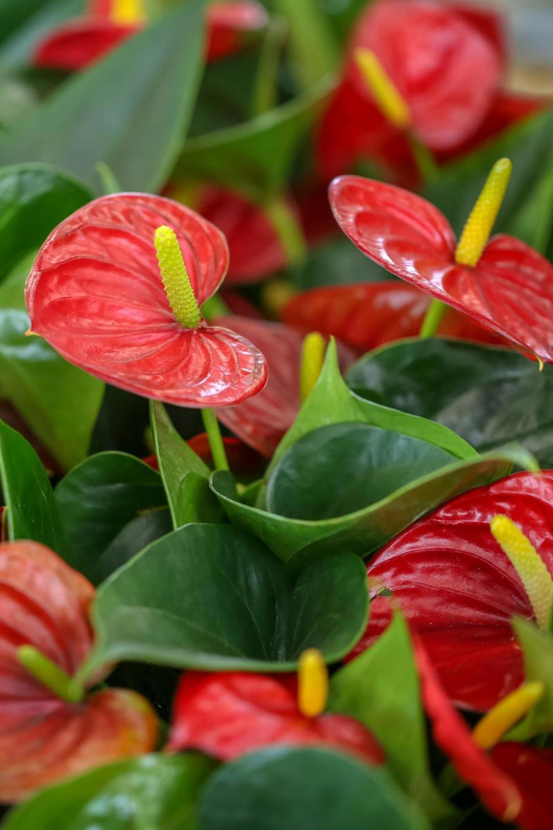 The best indoor plants for your home, The best indoor plants for your lifestyle, What are the best indoor plants for clean air?, What are the best indoor plants for bedrooms?, What are the best indoor plants for living spaces?