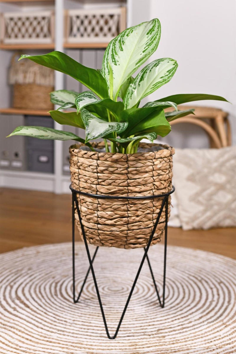 The best indoor plants for your home, The best indoor plants for your lifestyle, What are the best indoor plants for clean air?, What are the best indoor plants for bedrooms?, What are the best indoor plants for living spaces?