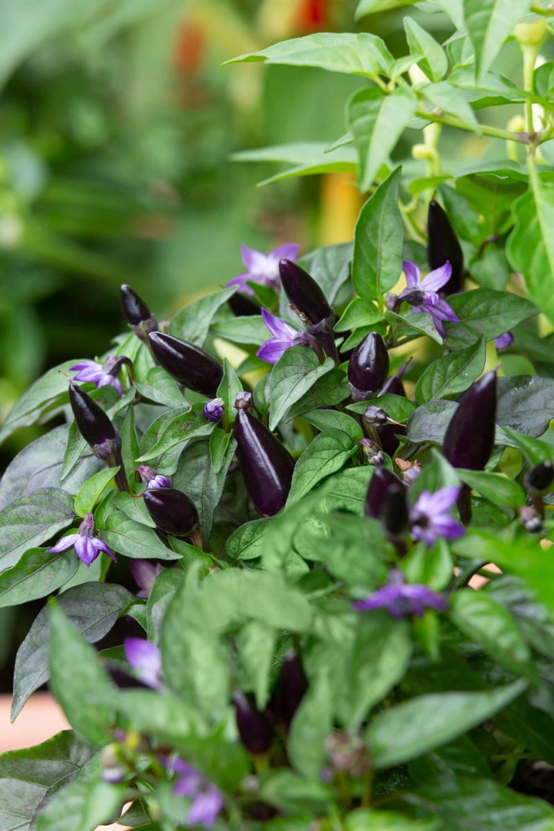 Growing conditions for chilli plants, Melissa King’s favourite chilli varieties, Where to plant chillies, How to prune a chilli plant, How to grow chillies from seed with Charlie Albone, Pests that affect chilli plants
