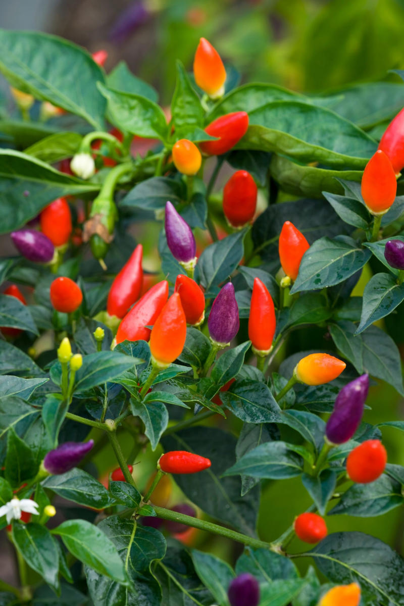Growing conditions for chilli plants, Melissa King’s favourite chilli varieties, Where to plant chillies, How to prune a chilli plant, How to grow chillies from seed with Charlie Albone, Pests that affect chilli plants