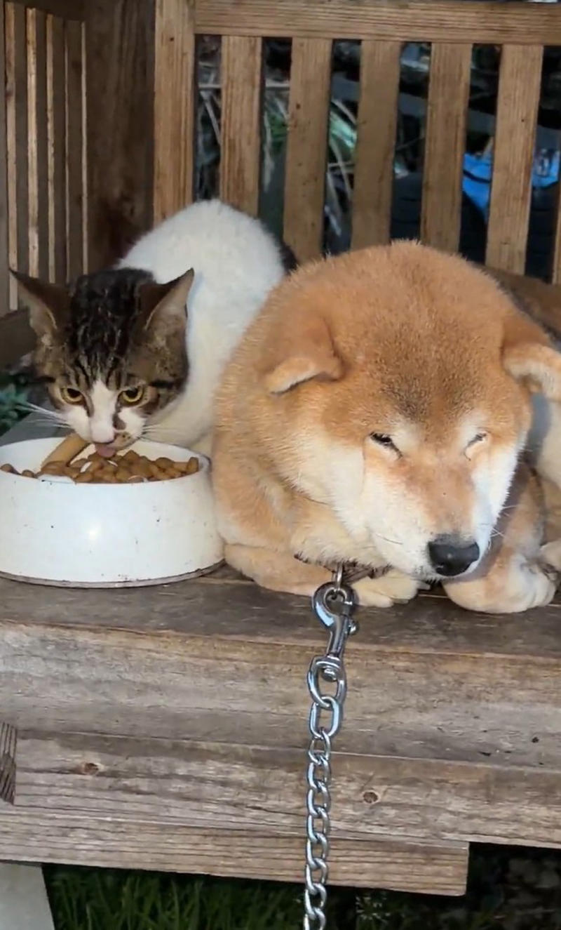 「あー帰るんだ」と察したひまちゃん, ご飯も喉を通らないほどのショック, フードは没収、その後の様子,  “悲しいモード”の次は“お怒りモード”