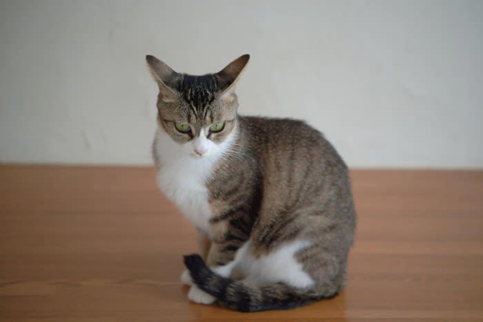 1.ひとりの時間を満喫したい休息モード, 2.飼い主さんへの信頼の証, 3.環境の変化に対する戸惑い, 4.体調不良のサイン