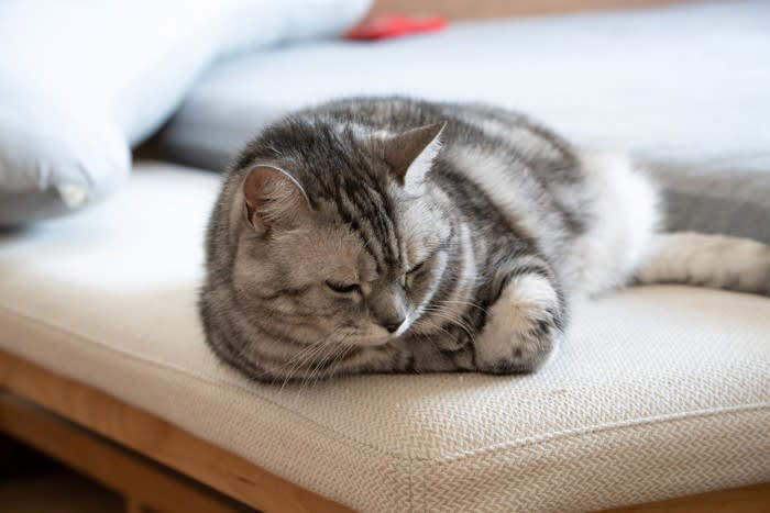 1.ひとりの時間を満喫したい休息モード, 2.飼い主さんへの信頼の証, 3.環境の変化に対する戸惑い, 4.体調不良のサイン