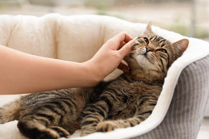 猫は「可愛いと得をする」と知っている？, 猫が『自分の可愛さをわかっている』と感じる瞬間, 1.視線を合わせてからゆっくり甘える仕草, 2.叱れないタイミングで見せる無防備ポーズ, 3.一番可愛く見える場所を選んでくる