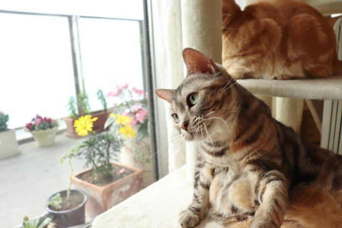 猫は「可愛いと得をする」と知っている？, 猫が『自分の可愛さをわかっている』と感じる瞬間, 1.視線を合わせてからゆっくり甘える仕草, 2.叱れないタイミングで見せる無防備ポーズ, 3.一番可愛く見える場所を選んでくる