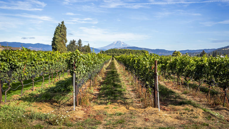Marchesi Vineyards: Hood River, Oregon, LaStella Winery: Osoyoos, British Columbia, Durant at Red Ridge Farms: Dundee Hills, Oregon, Col Solare: Benton City, Washington, Apolloni Vineyards: Forest Grove, Oregon, Methodology