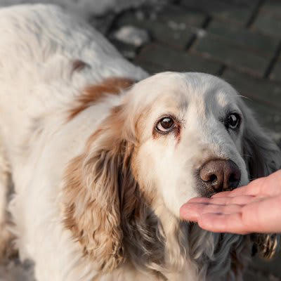 犬が久しぶりに会った人にみせる行動3つ, 1.においを念入りに嗅ぐ, 2.喜んで大興奮する, 3.警戒や威嚇をする, 犬は人をどうやって認識しているの？
