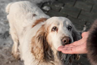 犬が久しぶりに会った人にみせる行動3つ, 1.においを念入りに嗅ぐ, 2.喜んで大興奮する, 3.警戒や威嚇をする, 犬は人をどうやって認識しているの？