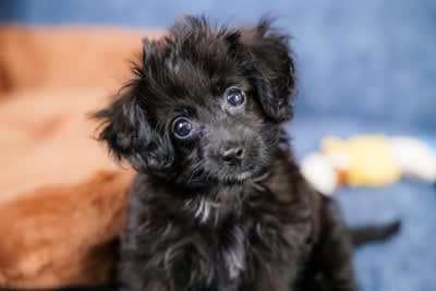 犬が久しぶりに会った人にみせる行動3つ, 1.においを念入りに嗅ぐ, 2.喜んで大興奮する, 3.警戒や威嚇をする, 犬は人をどうやって認識しているの？