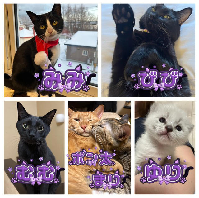 生後4日で保護…黒猫ママが離した「真っ白な1匹」, 「真っ白な猫」のはずが…足としっぽに“異変”, 「品のある子に育ってほしい」願いは…真逆に？, 「知らないうちに変わる」猫の毛色の不思議, 「多くの方に知ってもらえて嬉しい」