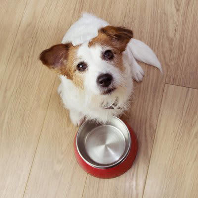 犬が飼い主にお願いごとがあるときにみせるサイン, 1.おすわりしてジッと見つめてくる, 2.言われなくてもお手をする, 3.「クン…」「フンッ…」と声や音を出す, 4.「こっちだよ」と誘導する, 要望に対する適切な対応