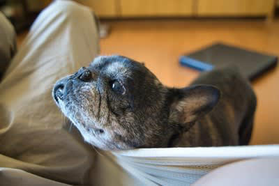 犬が飼い主にお願いごとがあるときにみせるサイン, 1.おすわりしてジッと見つめてくる, 2.言われなくてもお手をする, 3.「クン…」「フンッ…」と声や音を出す, 4.「こっちだよ」と誘導する, 要望に対する適切な対応