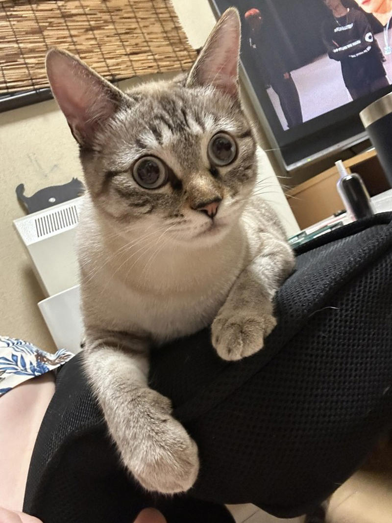 生後4日で保護…黒猫ママが離した「真っ白な1匹」, 「真っ白な猫」のはずが…足としっぽに“異変”, 「品のある子に育ってほしい」願いは…真逆に？, 「知らないうちに変わる」猫の毛色の不思議, 「多くの方に知ってもらえて嬉しい」