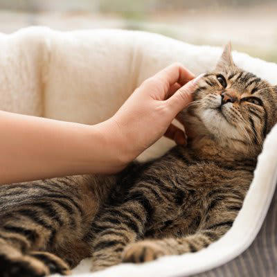 猫は「可愛いと得をする」と知っている？, 猫が『自分の可愛さをわかっている』と感じる瞬間, 1.視線を合わせてからゆっくり甘える仕草, 2.叱れないタイミングで見せる無防備ポーズ, 3.一番可愛く見える場所を選んでくる