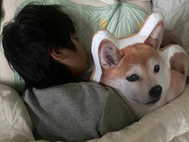 眠るように旅立った18歳の茶柴, 泣き崩れる母に、息子がかけた言葉, 11万いいねの自由研究のモデル犬, 火葬の日、見上げた夜空, 「チャコを超えるかわいい存在が見つからない」, 「どうか最後まで大切に」