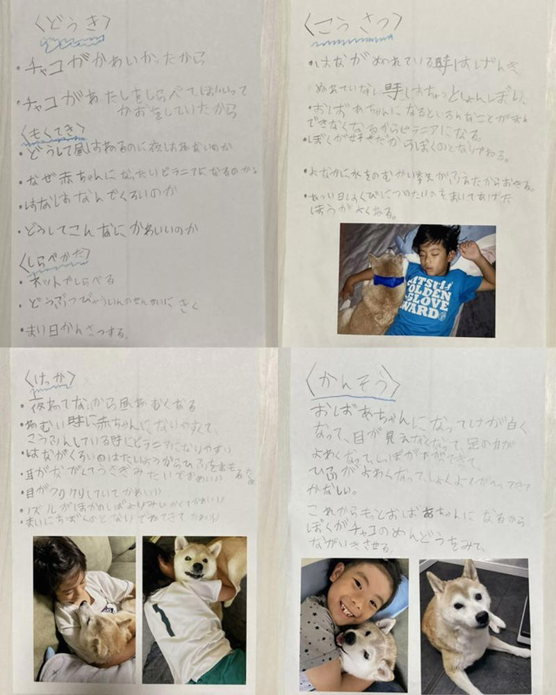 眠るように旅立った18歳の茶柴, 泣き崩れる母に、息子がかけた言葉, 11万いいねの自由研究のモデル犬, 火葬の日、見上げた夜空, 「チャコを超えるかわいい存在が見つからない」, 「どうか最後まで大切に」