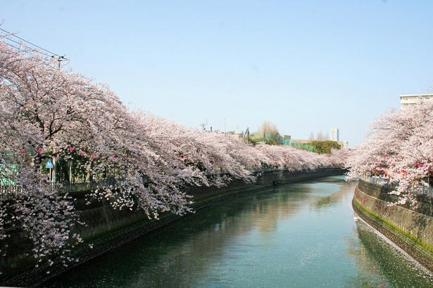 全長5キロに約700本！横浜を代表する桜の回廊を歩く, ぼんぼりの点灯も！井土ヶ谷橋からの絶景や夜桜ライトアップ, 大岡川の桜、見頃はいつから？, 水上から愛でる贅沢！予約制の「桜鑑賞クルーズ」, 大岡川プロムナードへのアクセスは？公共交通機関がベスト
