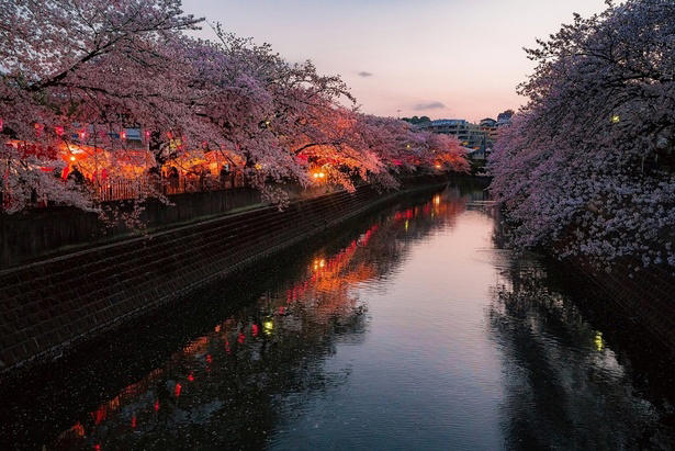 全長5キロに約700本！横浜を代表する桜の回廊を歩く, ぼんぼりの点灯も！井土ヶ谷橋からの絶景や夜桜ライトアップ, 大岡川の桜、見頃はいつから？, 水上から愛でる贅沢！予約制の「桜鑑賞クルーズ」, 大岡川プロムナードへのアクセスは？公共交通機関がベスト