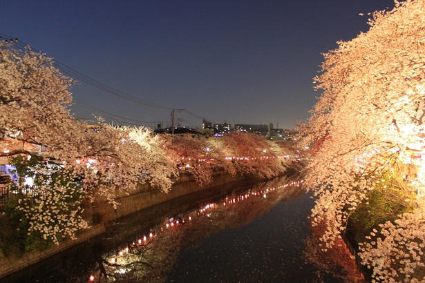 全長5キロに約700本！横浜を代表する桜の回廊を歩く, ぼんぼりの点灯も！井土ヶ谷橋からの絶景や夜桜ライトアップ, 大岡川の桜、見頃はいつから？, 水上から愛でる贅沢！予約制の「桜鑑賞クルーズ」, 大岡川プロムナードへのアクセスは？公共交通機関がベスト