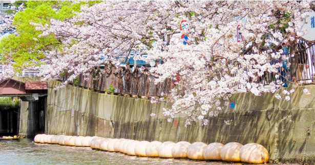 全長5キロに約700本！横浜を代表する桜の回廊を歩く, ぼんぼりの点灯も！井土ヶ谷橋からの絶景や夜桜ライトアップ, 大岡川の桜、見頃はいつから？, 水上から愛でる贅沢！予約制の「桜鑑賞クルーズ」, 大岡川プロムナードへのアクセスは？公共交通機関がベスト