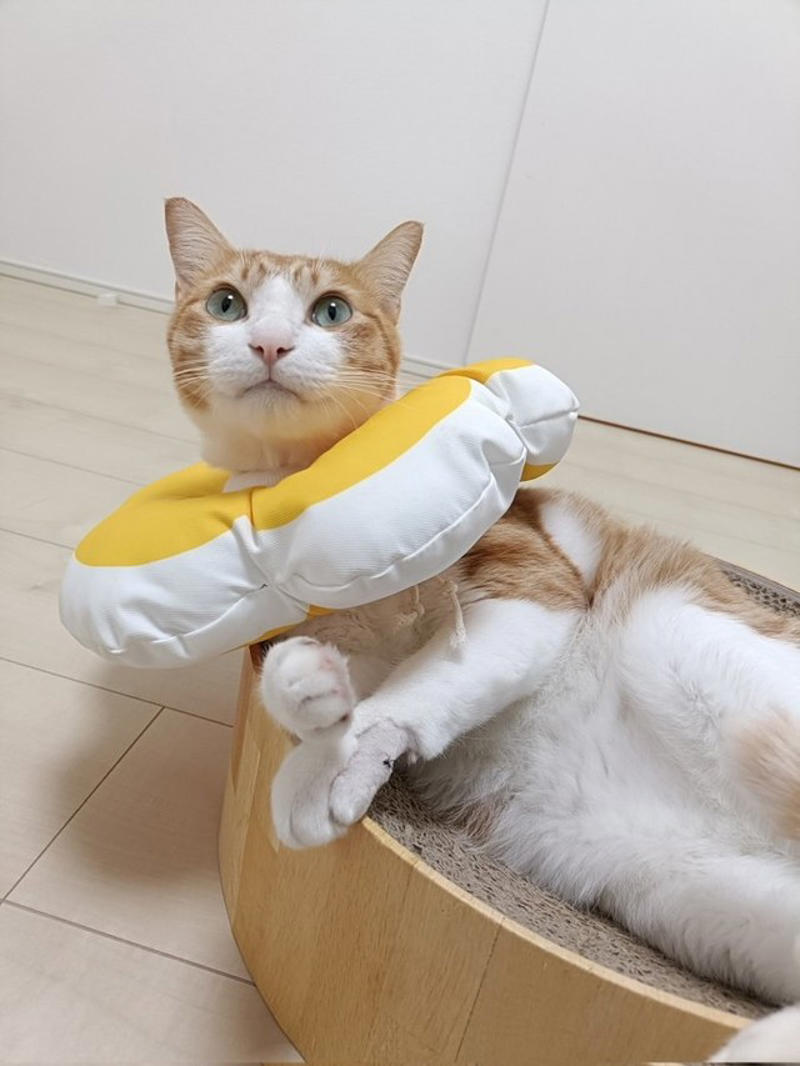 なぜ「猫」は外に出してはいけないの？　, 「あれ？」と思った瞬間……, 泣きながら這いずり回って探しました, 一度も「シャー」したことがない愛猫が、血まみれで威嚇, とにかく「人間が気をつける」こと, 「猫の安全を守ること」が猫と暮らす人間の義務, あんな思いはもうしたくないから……猫は内！, 「猫も外の世界を見たいのでは？」←こういう人間の妄想が危険の始まり