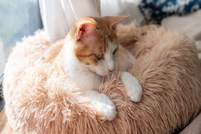 1.しっぽは「激しくない」のが愛情, 2.背中を向けるのも愛情, 3.飼い主の服の上で寝る, 4.そっと前足をのせる, 5.ついてくるけど距離がある