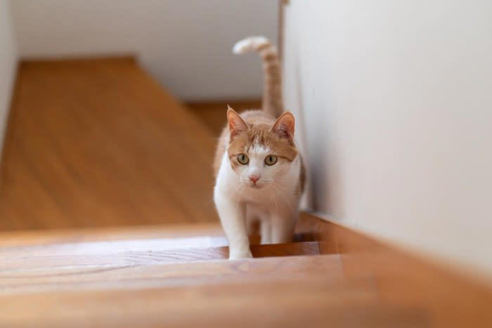 1.しっぽは「激しくない」のが愛情, 2.背中を向けるのも愛情, 3.飼い主の服の上で寝る, 4.そっと前足をのせる, 5.ついてくるけど距離がある