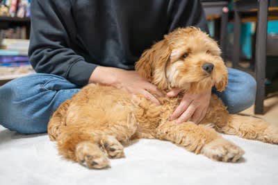 犬の『メンタルが崩壊する』絶対NG行為５選, 1.物理的な暴力を加える, 2.毎日のように大声で怒鳴りつける, 3.愛犬からのサインを無視し続ける, 4.甘えてくる犬を強く拒絶する, 5.散歩や食事などの最低限のお世話を怠る, 犬のメンタルが崩壊しているサイン, メンタルが崩れてしまった犬のケア方法