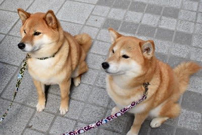 犬が飼い主にお願いごとがあるときにみせるサイン, 1.おすわりしてジッと見つめてくる, 2.言われなくてもお手をする, 3.「クン…」「フンッ…」と声や音を出す, 4.「こっちだよ」と誘導する, 要望に対する適切な対応
