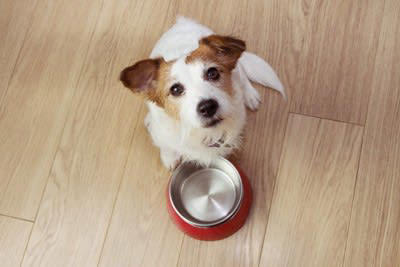 犬が飼い主にお願いごとがあるときにみせるサイン, 1.おすわりしてジッと見つめてくる, 2.言われなくてもお手をする, 3.「クン…」「フンッ…」と声や音を出す, 4.「こっちだよ」と誘導する, 要望に対する適切な対応