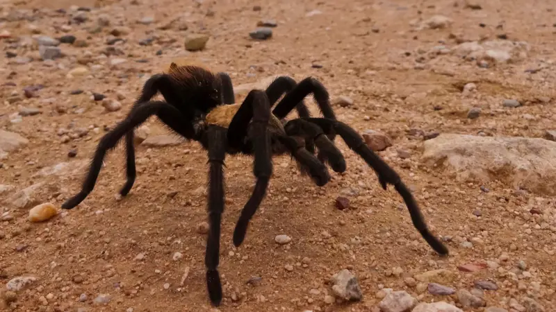 A surprising moment in Big Bend, One of America’s most remote parks, Desert trails full of surprises, A seasonal event in the Texas desert, The desert environment they call home, A spider common in the Southwest, Hidden homes across the landscape, What to do if you see tarantulas, Nature’s tough balance