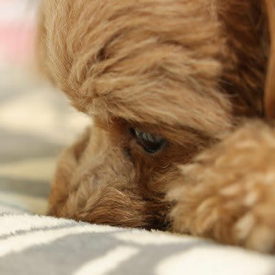 犬の『メンタルが崩壊する』絶対NG行為５選, 1.物理的な暴力を加える, 2.毎日のように大声で怒鳴りつける, 3.愛犬からのサインを無視し続ける, 4.甘えてくる犬を強く拒絶する, 5.散歩や食事などの最低限のお世話を怠る, 犬のメンタルが崩壊しているサイン, メンタルが崩れてしまった犬のケア方法